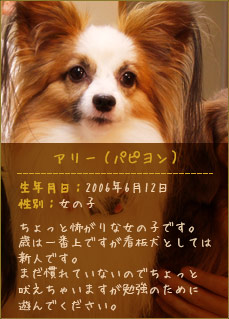 アリー（パピヨン）