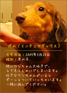 ぴの（ミニチュアダックス）