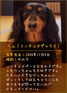 りん（ミニチュアダックス）